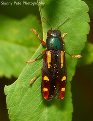 Buprestis rufipes