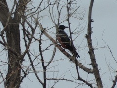 Melanerpes lewis