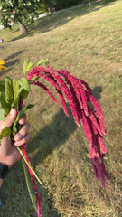 Amaranthus hybridus
