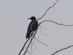 Melanerpes lewis