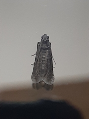 Ectomyelois ceratoniae