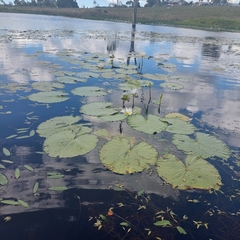 Nymphaea gigantea