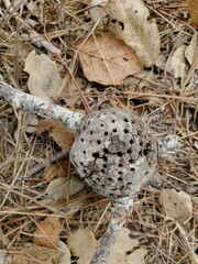 Callirhytis quercussuttoni