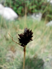 Carex parviflora