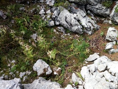Cirsium spinosissimum