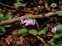 Cyclamen purpurascens