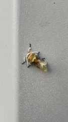 Megalopyge opercularis