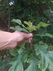 Quercus stellata