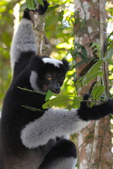 Indri indri