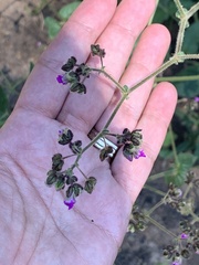 Mirabilis melanotricha