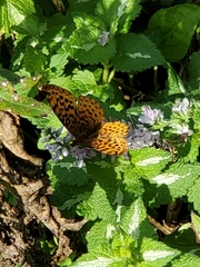 Boloria bellona