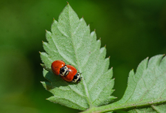 Cycloneda fulvipennis