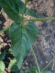 Mirabilis melanotricha