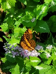 Boloria bellona