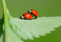 Cycloneda fulvipennis