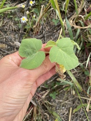 Abutilon theophrasti