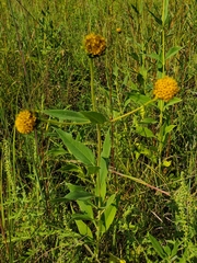 Helianthus pauciflorus