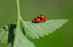 Cycloneda fulvipennis