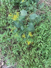 Verbesina occidentalis