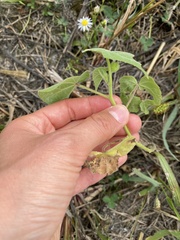Abutilon theophrasti