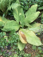 Lysichiton americanus