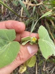 Abutilon theophrasti
