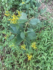 Verbesina occidentalis