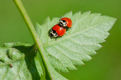 Cycloneda fulvipennis