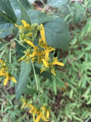 Verbesina occidentalis