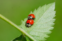 Cycloneda fulvipennis