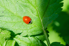 Cycloneda fulvipennis