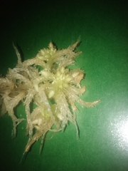 Sphagnum palustre