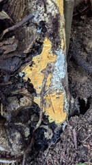 Crustodontia chrysocreas