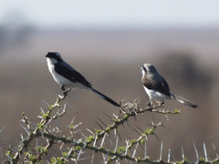 Lanius excubitoroides