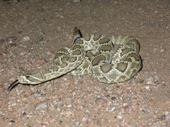 Crotalus scutulatus