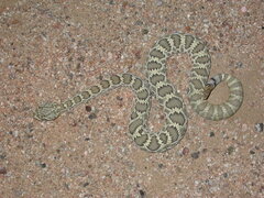 Crotalus scutulatus