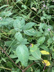 Desmodium perplexum