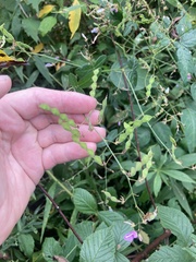 Desmodium perplexum