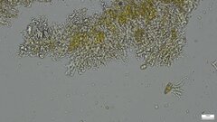 Crustodontia chrysocreas