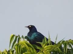 Lamprotornis caudatus