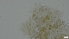 Crustodontia chrysocreas