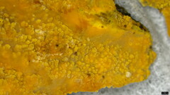 Crustodontia chrysocreas