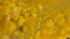 Crustodontia chrysocreas