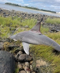 Carcharhinus plumbeus