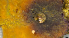 Crustodontia chrysocreas