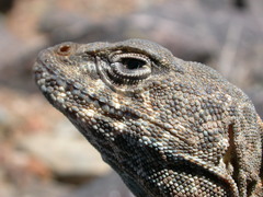 Crotaphytus bicinctores