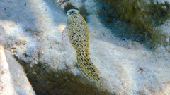 Parablennius sanguinolentus