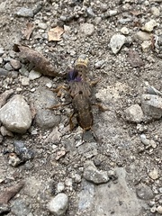 Platydracus maculosus