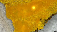 Crustodontia chrysocreas