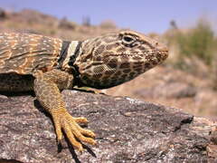 Crotaphytus bicinctores